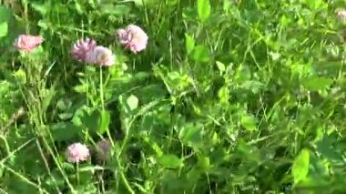 Çayır çimen dikey panorama Steadicam kullanarak. Kamera hareketi.