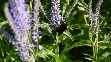 Veronica longifolia. Çiçek arıya. Kır çiçeği alanında. Video görüntüleri statik kamera.