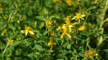 St Johns wort, tıbbi bitki çiçek alanında.