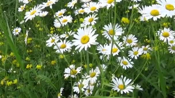 Marguerites poussant sur le terrain — Video