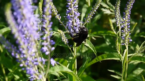 Verónica longifolia. Abeja en la flor. Flor silvestre en el campo. Imágenes de vídeo cámara estática . — Vídeos de Stock