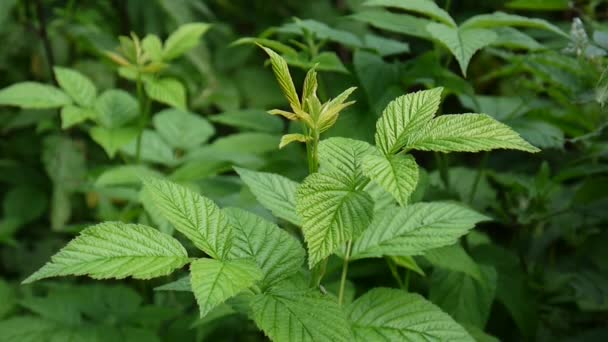 Raspberry bush closeup swaying in the wind — Stock Video