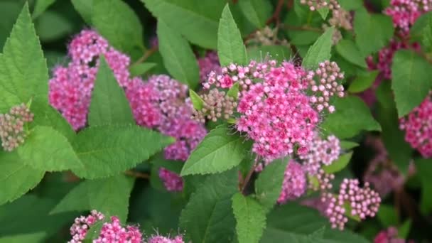 Buske av den blommande spirea japanska i vinden. Videofilmer. — Stockvideo