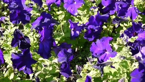 Paarse Petunia's zwaaiend in de wind — Stockvideo