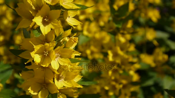 Llamachia vulgaris, желтые цветы в саду. Лузеры, деньги — стоковое видео