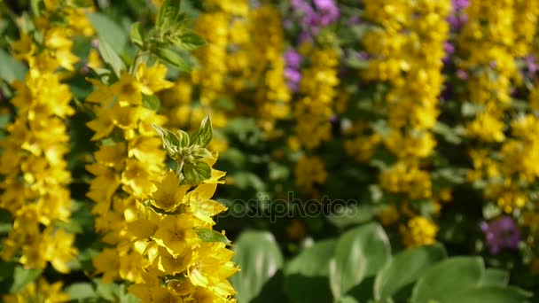 Lysimachia vulgaris, flori galbene în grădină. Loosestrife, moneywort — Videoclip de stoc