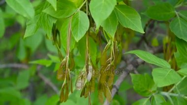 Kül ağaç çiçek ve meyve. Rüzgarda fraxinus exelsior ağacının dalları. Statik fotoğraf makinesinin çekim video Hd.
