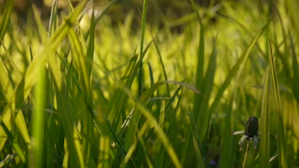 Imágenes de hierba verde macro sol brilla a través de las hojas hermoso fondo de la primavera. Cámara estática de cierre de vídeo . — Vídeo de stock