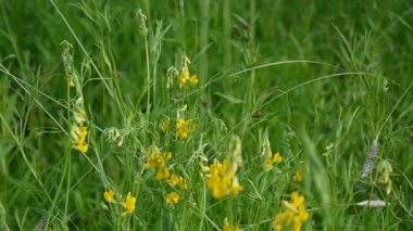 Otlak kır çiçeği çayırda rütbe. HD video görüntüleri statik kamera. Lathyrus pratensis