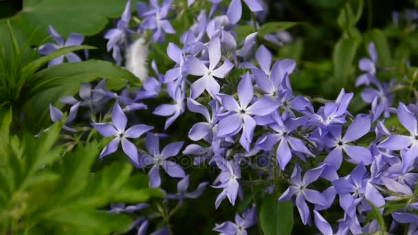 Vinca herbacea. Periwinkle blå blommor på blomsterrabatten i trädgården. Videofilmer skytte av statisk kamera. — Stockvideo