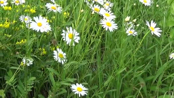 Margaritas creciendo en el campo — Vídeo de stock