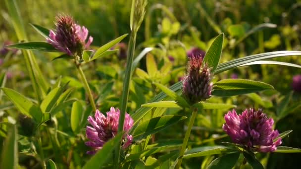 Clover blomma i ett fält i sommar. Trifolium medium. — Stockvideo