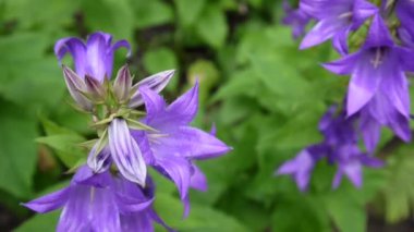 Güzel doğa sahne flowerbed üzerinde çiçek açan campanulas çiçekli. Video görüntüleri statik kamera.