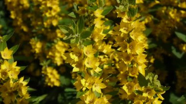 Bahçede Lysimachia vulgaris, sarı çiçek. Loosestrife, moneywort