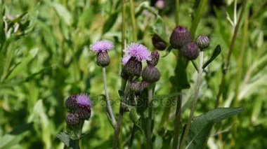 Sürünen thistle veya pembe ekmek-thistle. Bloosoming Cirsium arvense kapatmak video görüntüleri