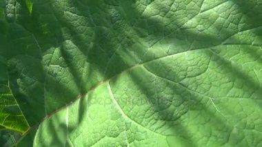 Daha az dulavratotu yeşil yaprakları. Arctium. HD video.
