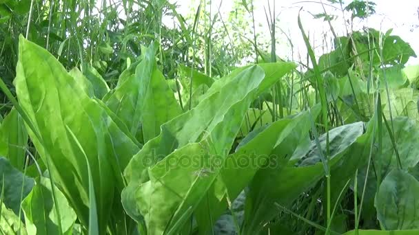 Плантаго крупное зеленое дикое растение, плантан, лекарственное растение. Видеокамера высокой четкости . — стоковое видео