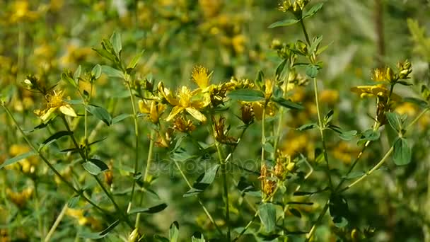 Erba di San Giovanni, pianta medicinale con fiore nel campo . — Video Stock