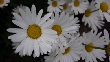 Papatyalar Flowerbed üzerinde büyüyen