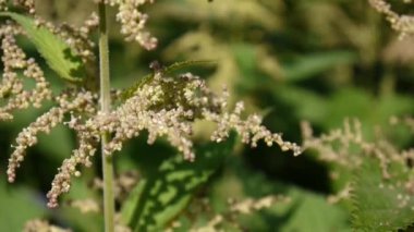 Yaz rüzgar esintisi ısırgan closeup çiçek açmış. Statik kamera Hd video görüntüleri