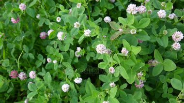 Yaz aylarında bir alanda yonca çiçeği. Yonca orta.