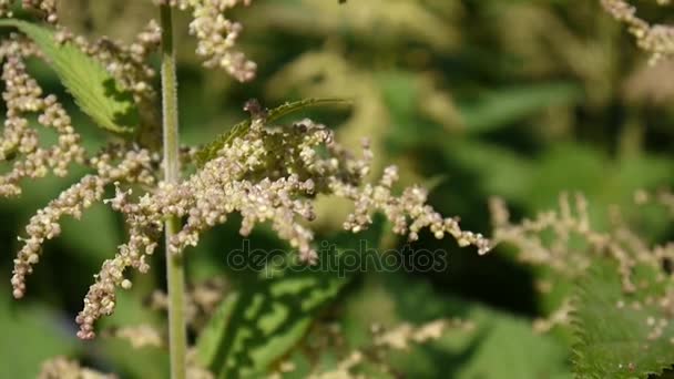 Blooming nettle closeup in summer wind breeze. Static camera HD video footage — Stock Video