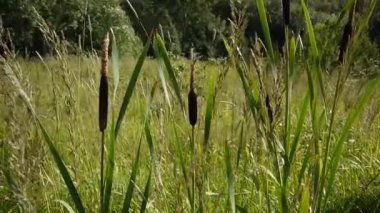 Typha latifolia, ortak Bulrush, geniş yapraklı kuyrugu Hd video görüntüleri