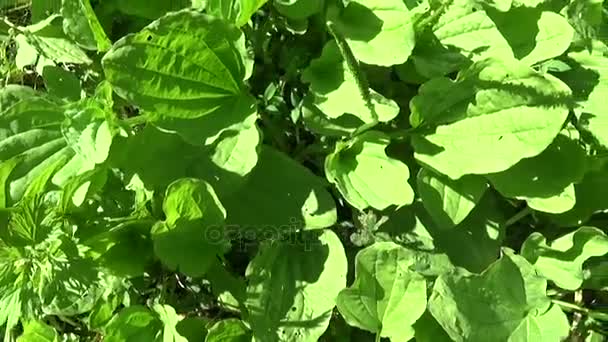 장 주요 녹색 야생 식물, 질경이, 약용 식물. Hd 비디오 영상 steadicam 촬영입니다. 활기찬의 슬로우 모션 파노라마를 가까이 leafs. — 비디오