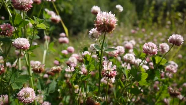 Primer plano de las plantas de trébol rosa crecen en el prado. Trifolium hybridum — Vídeo de stock