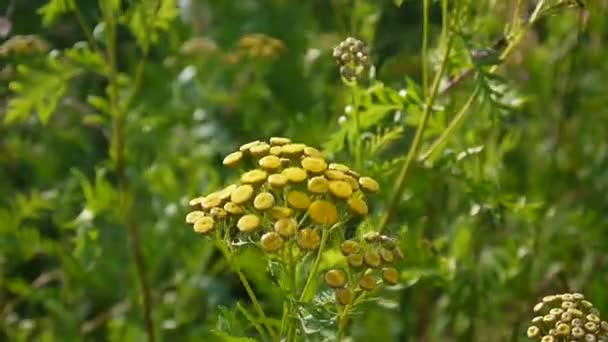 Bitter golden buttons of Tanacetum vulgare yellow flower shrub on the wind HD footage - Tansy perennial herbaceous flowering plant. Static camera — Stock Video