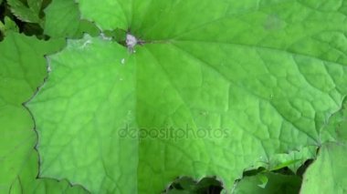 Coltsfoot Panoraması yapraklar. Hareket kamera şifalı bitki Hd video görüntüleri.