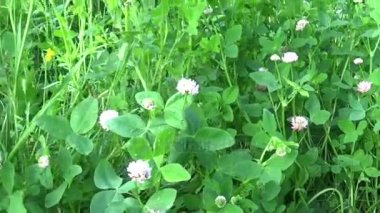 Çayır çimen steadicam kullanarak yaklaşım ile panorama kapatın. Kamera hareketi.
