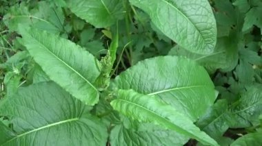 Yabani confertus. Yavaşça rüzgarda sallanan yeşil taze çim alan. Panorama hareketli kamera.