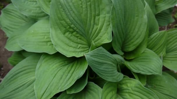 Fresh green leaves of hosta plant in the garden waving in the wind. Video footage shooting of static camera. — Stock Video