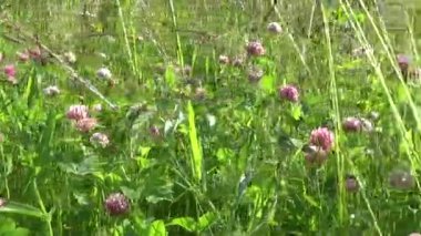 Çayır çimen dikey panorama Steadicam kullanarak. Kamera hareketi.