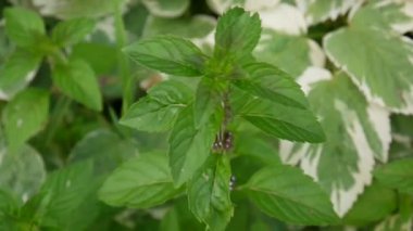 Bahçede çiçek açan nane. Mentha piperita. HD video görüntüleri.