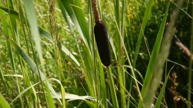 Typha latifolia, ortak Bulrush, geniş yapraklı kuyrugu Hd video görüntüleri