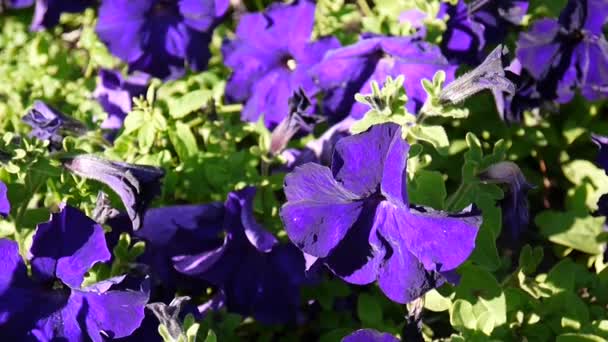 Pétunias violets se balançant dans la brise — Video