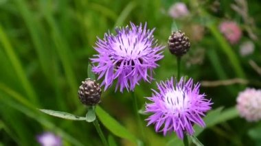 Çayır knapweed. Centaurea jacea çiçek yaz alanında