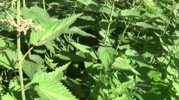 Blooming nettle in summer wind breeze. Panorama, motion camera. — Stock Video