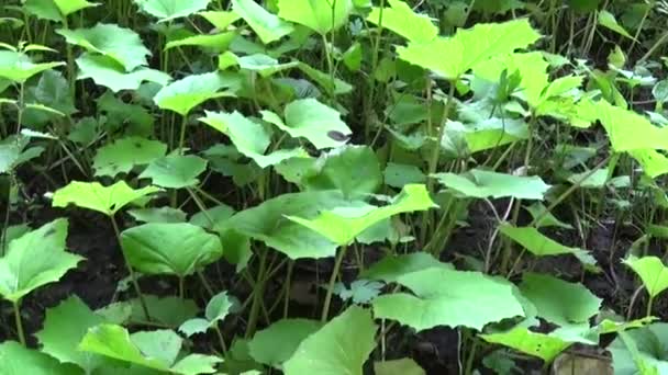 Panorama of coltsfoot leafs. Motion camera of medicinal plant HD video footage. — Stock Video