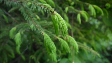 Genç hafif rüzgar esintiyle hareketli köknar ağacı dalı yeşil. Portre.
