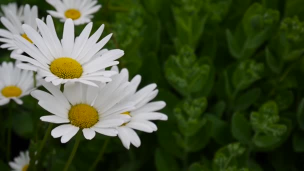 Prästkragar växer på blomsterrabatten — Stockvideo