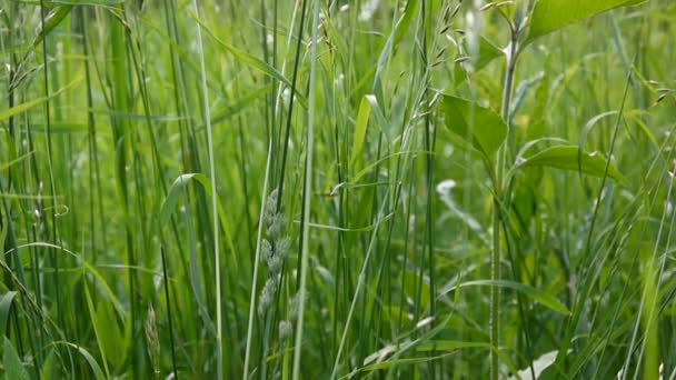 Hierba verde en el campo en verano. Imágenes de vídeo de alta definición 1920x1080 cámara estática . — Vídeo de stock