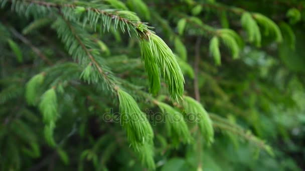 Young green fir tree branch moving in the light wind breeze. Closeup. — Stock Video