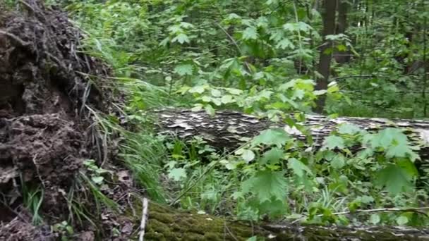 Wurzel und Stamm der Birke nach dem Sturm draußen. Horisontales Bewegungspanorama mit Schwebestativ. — Stockvideo