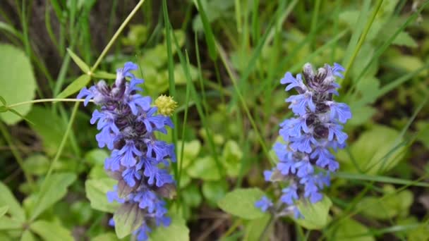 Schöne Blume der Blauen Salvia im Frühling. Verrußung der statischen Kamera aus nächster Nähe. ajuga. — Stockvideo