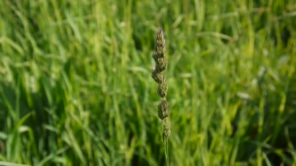 Cocksfoot Dactylis glomerata en el campo . — Vídeos de Stock