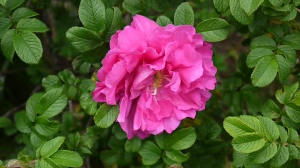粉红色的花玫瑰特写。由静态摄像机录像. — 图库视频影像