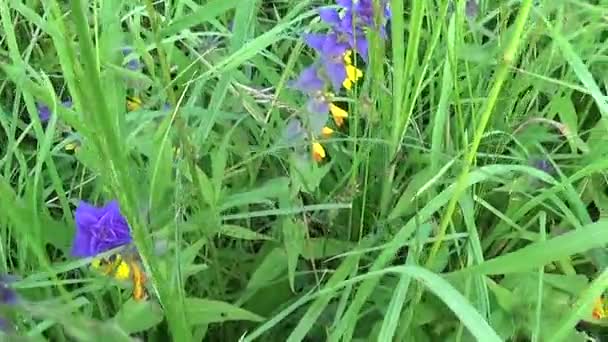 Flores silvestres vaca de madera. Melampyrum nemorosum en el prado de verano — Vídeo de stock